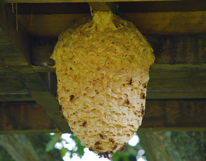 a large wasp nest