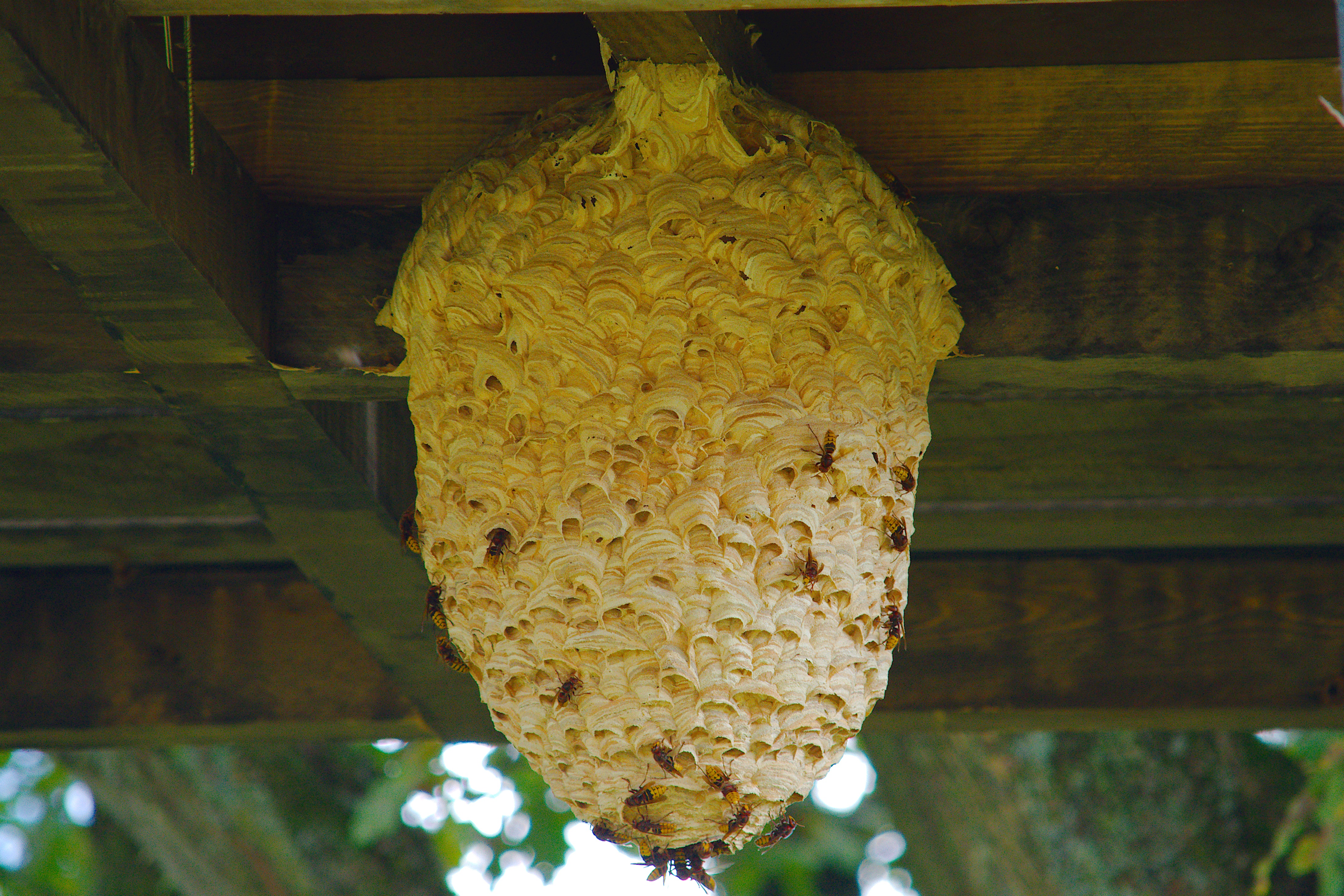 a large wasp nest