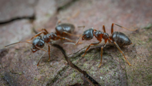 red ants