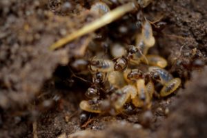 termites